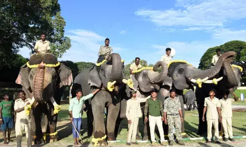 ಮೈಸೂರು ದಸರಾ: ಅರಮನೆಗೆ ಆಗಮಿಸಿದ ಗಜಪಡೆಯ ಎರಡನೇ ತಂಡ
