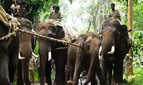 ಚಿಕ್ಕಮಗಳೂರಿನ ಮುತ್ತೋಡಿ ಅಭಯಾರಣ್ಯದಲ್ಲಿ ಆನೆ ಶಿಬಿರ ಬೇಡ: ಪರಿಸರವಾದಿಗಳ ಆಕ್ಷೇಪ