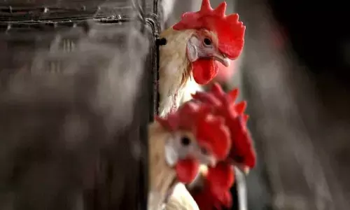 ಹಕ್ಕಿಜ್ವರ: ಫ್ರಾನ್ಸ್ ನಲ್ಲಿ ಬಾತುಕೋಳಿಗಳಿಗೆ ಲಸಿಕಾ ಅಭಿಯಾನ