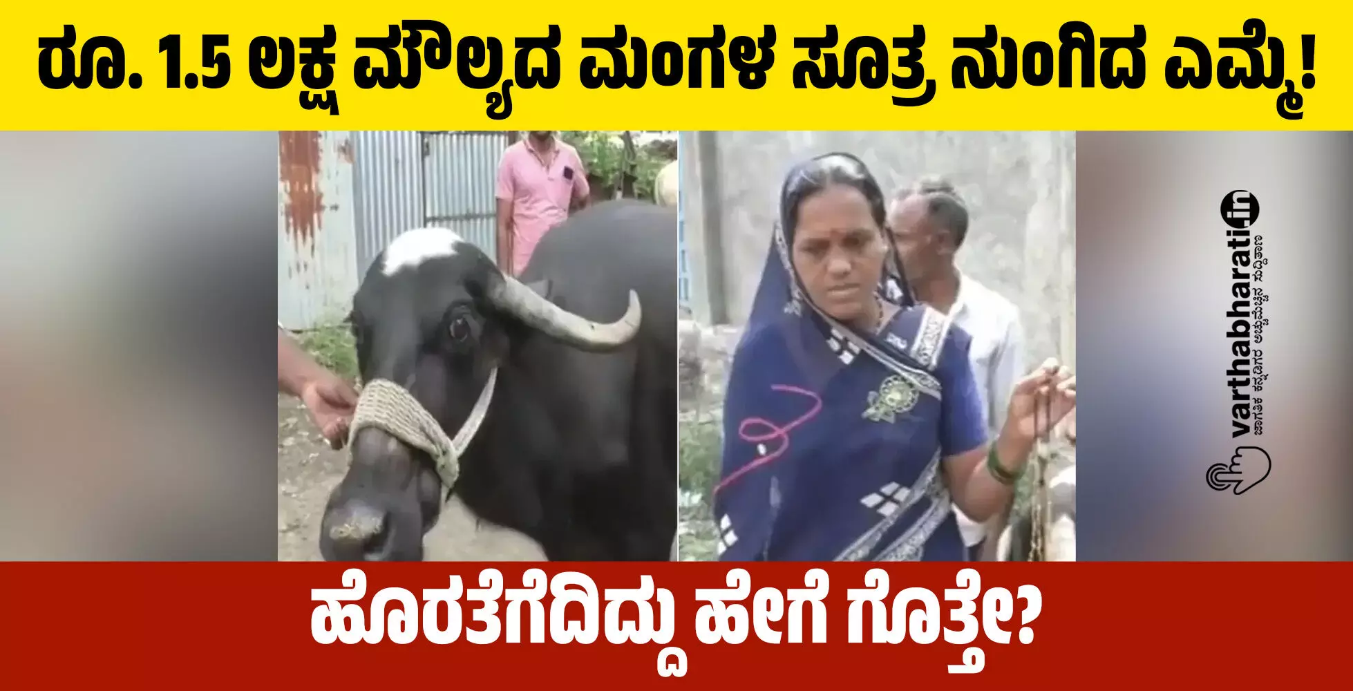 ರೂ. 1.5 ಲಕ್ಷ ಮೌಲ್ಯದ ಮಂಗಳ ಸೂತ್ರ ನುಂಗಿದ ಎಮ್ಮೆ! ರೂ. 1.5 ಲಕ್ಷ ಮೌಲ್ಯದ ಮಂಗಳ ಸೂತ್ರ ನುಂಗಿದ ಎಮ್ಮೆ!