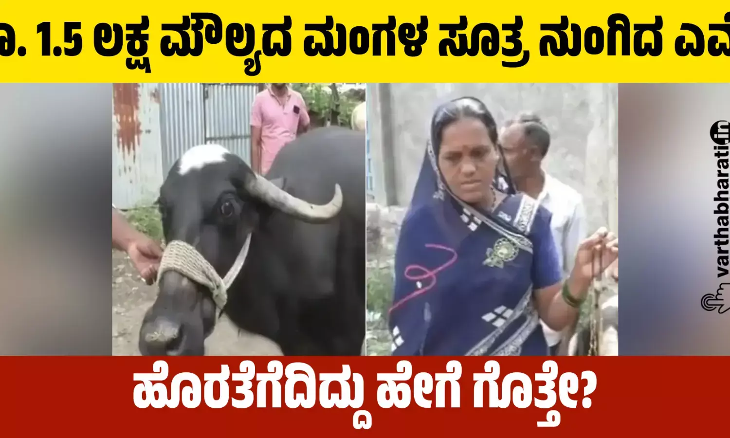ರೂ. 1.5 ಲಕ್ಷ ಮೌಲ್ಯದ ಮಂಗಳ ಸೂತ್ರ ನುಂಗಿದ ಎಮ್ಮೆ!