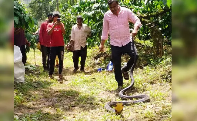 ಬೃಹತ್ ಗಾತ್ರದ ಕಾಳಿಂಗ ಸರ್ಪ ರಕ್ಷಣೆ ಬೃಹತ್ ಗಾತ್ರದ ಕಾಳಿಂಗ ಸರ್ಪ ರಕ್ಷಣೆ