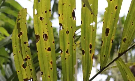 ಎಲೆಚುಕ್ಕಿ ರೋಗ: ಕೇಂದ್ರಕ್ಕೆ 225 ಕೋಟಿ ರೂ.ಗಳ ಪರಿಹಾರಕ್ಕೆ ಪ್ರಸ್ತಾವನೆ