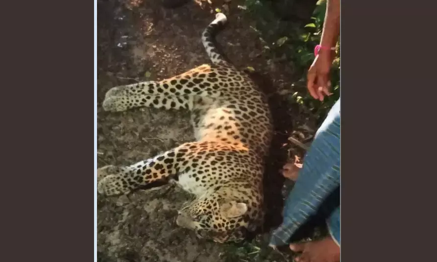 ಹೆಬ್ರಿ: ಕಾರು ಢಿಕ್ಕಿ ಹೊಡೆದು ಚಿರತೆ ಸಾವು