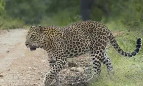 ಕೊಣಾಜೆ ನಡುಪದವಿನಲ್ಲಿ ಚಿರತೆ ಪ್ರತ್ಯಕ್ಷ: ಆತಂಕದಲ್ಲಿ ನಾಗರಿಕರು