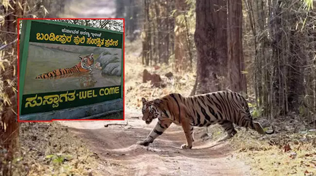 ಬಂಡೀಪುರಕ್ಕೆ ಸಫಾರಿಗೆ ಆಗಮಿಸುವ ಪ್ರವಾಸಿಗರಿಗೆ 1 ಕೋಟಿ ರೂ. ವಿಮೆ ಜಾರಿ