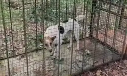 ನಡುಪದವು: ಚಿರತೆ ಸೆರೆ ಹಿಡಿಯಲು ಇಟ್ಟ ಬೋನಿಗೆ ಬಿದ್ದ ಶ್ವಾನ!