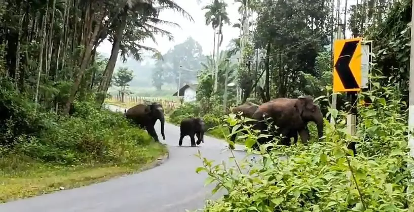 ಅಲ್ದೂರು ಅರಣ್ಯ ವಲಯ ವ್ಯಾಪ್ತಿಯಲ್ಲಿ ಕಾಡಾನೆಗಳ ಹಾವಳಿ: ವ್ಯಾಪಕ ಕೃಷಿ ಹಾನಿ