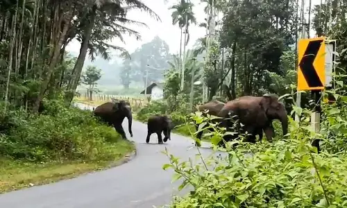 ಅಲ್ದೂರು ಅರಣ್ಯ ವಲಯ ವ್ಯಾಪ್ತಿಯಲ್ಲಿ ಕಾಡಾನೆಗಳ ಹಾವಳಿ: ವ್ಯಾಪಕ ಕೃಷಿ ಹಾನಿ