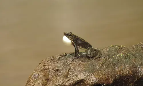 ಹವಾಮಾನ ವೈಪರೀತ್ಯ ಎಫೆಕ್ಟ್: ಅಪಾಯದಂಚಿನಲ್ಲಿ ಪಶ್ಚಿಮ ಘಟ್ಟದ ಕುಣಿವ ಕಪ್ಪೆಗಳು!