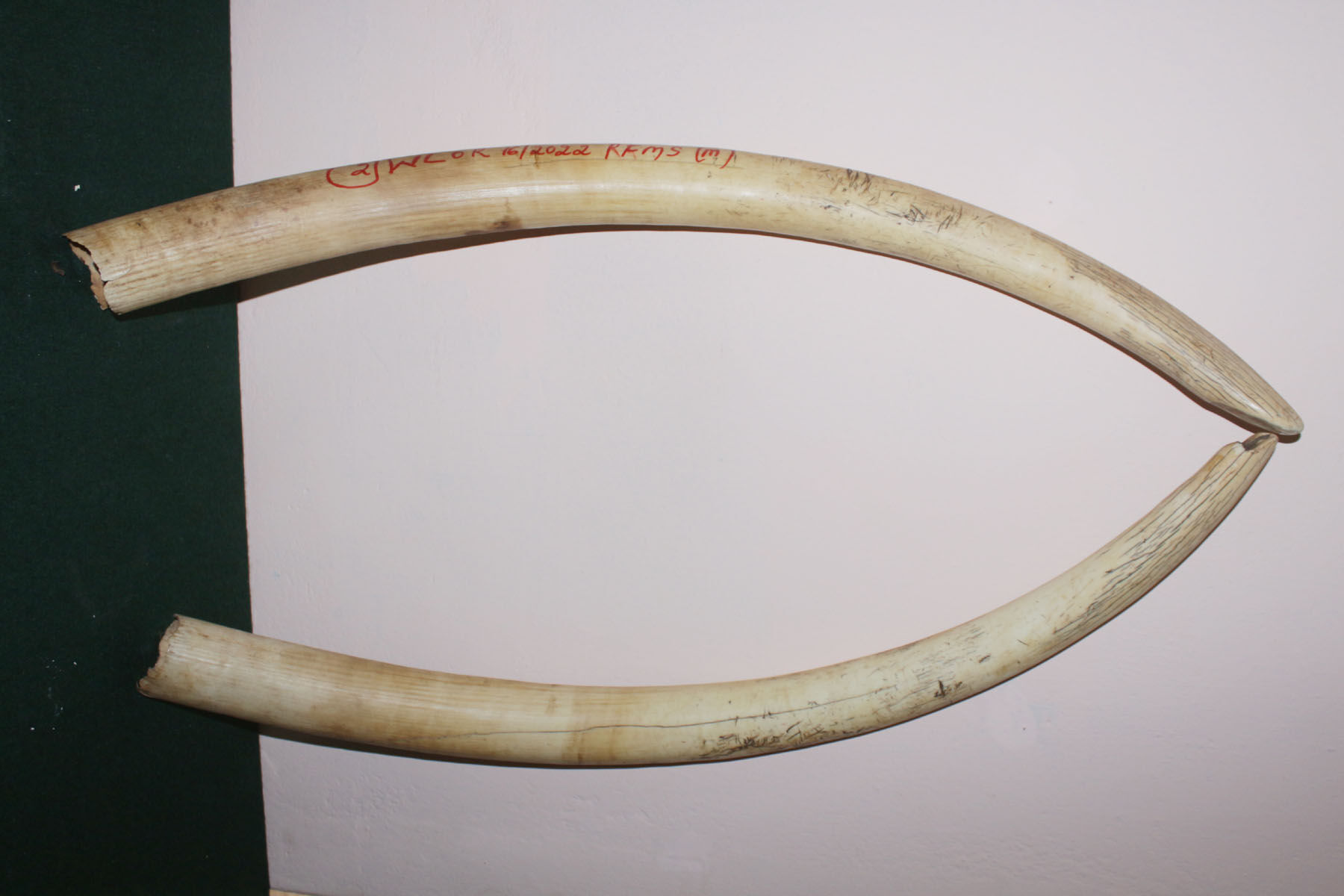 ಆನೆ ದಂತಗಳ ಮಾರಾಟಕ್ಕೆ ಯತ್ನ: 8 ಮಂದಿ ಆರೋಪಿಗಳ ಬಂಧನ