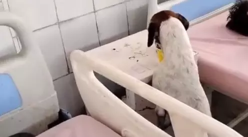 ಉತ್ತರಪ್ರದೇಶ| ಸರ್ಕಾರಿ ಆಸ್ಪತ್ರೆಗೆ ನುಗ್ಗಿ ರೋಗಿಯ ಆಹಾರ ತಿಂದ ಬೀದಿನಾಯಿ: ವಿಡಿಯೋ ವೈರಲ್‌