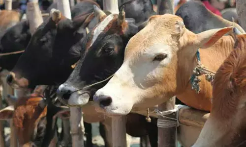 ಸರಕಾರಿ ಗೋಶಾಲೆ ಆರಂಭಿಸಲು ದ.ಕ. ಜಿಲ್ಲಾಧಿಕಾರಿ ಸೂಚನೆ