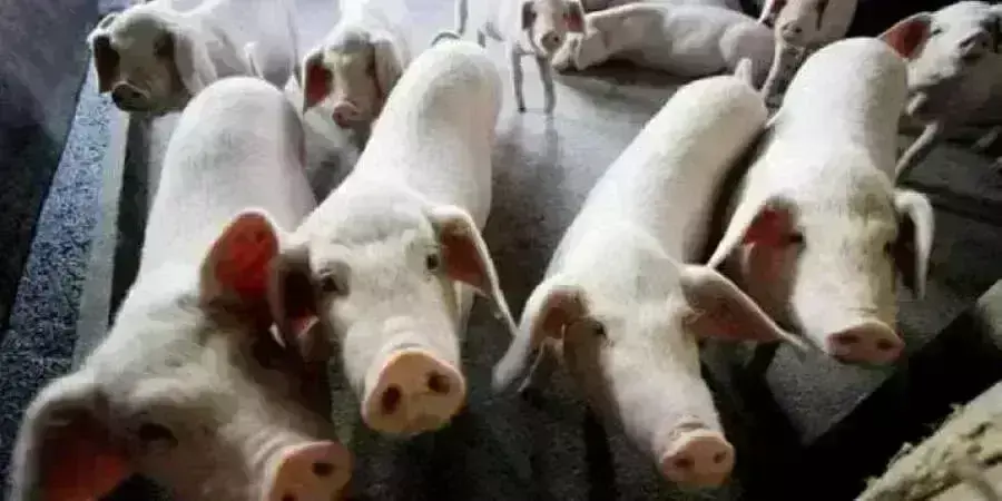 ಹಂದಿಗಳು ಓಡಾಡುವ ಸರಕಾರಿ ಆಸ್ಪತ್ರೆ !। 35 ಜೀವ ಹೋಗಿದ್ದಕ್ಕೆ ಹೊಣೆ ಯಾರು ?