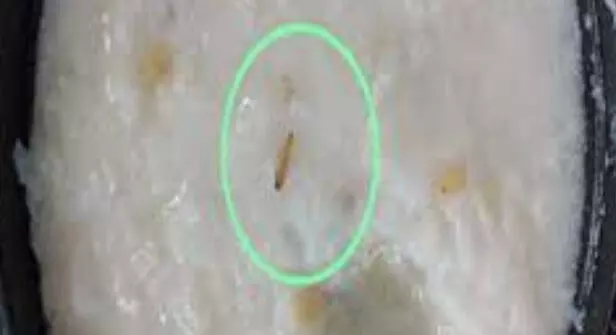 ಚಿನ್ನಸ್ವಾಮಿ ಕ್ರೀಡಾಂಗಣದಲ್ಲಿ ಭದ್ರತೆಗೆ ನಿಯೋಜನೆಗೊಂಡಿದ್ದ ಪೊಲೀಸರ ಊಟದಲ್ಲಿ ಹುಳ ಪತ್ತೆ ಪ್ರಕರಣ:  FIR ದಾಖಲು