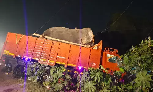 ಬನ್ನೇರುಘಟ್ಟ ದಸರಾದ ಆನೆಯನ್ನು ಸಾಗಿಸುತ್ತಿದ್ದ ಲಾರಿ ತಮಿಳುನಾಡಿನಲ್ಲಿ ಅಪಘಾತ; ಚಾಲಕ ಸಾವು