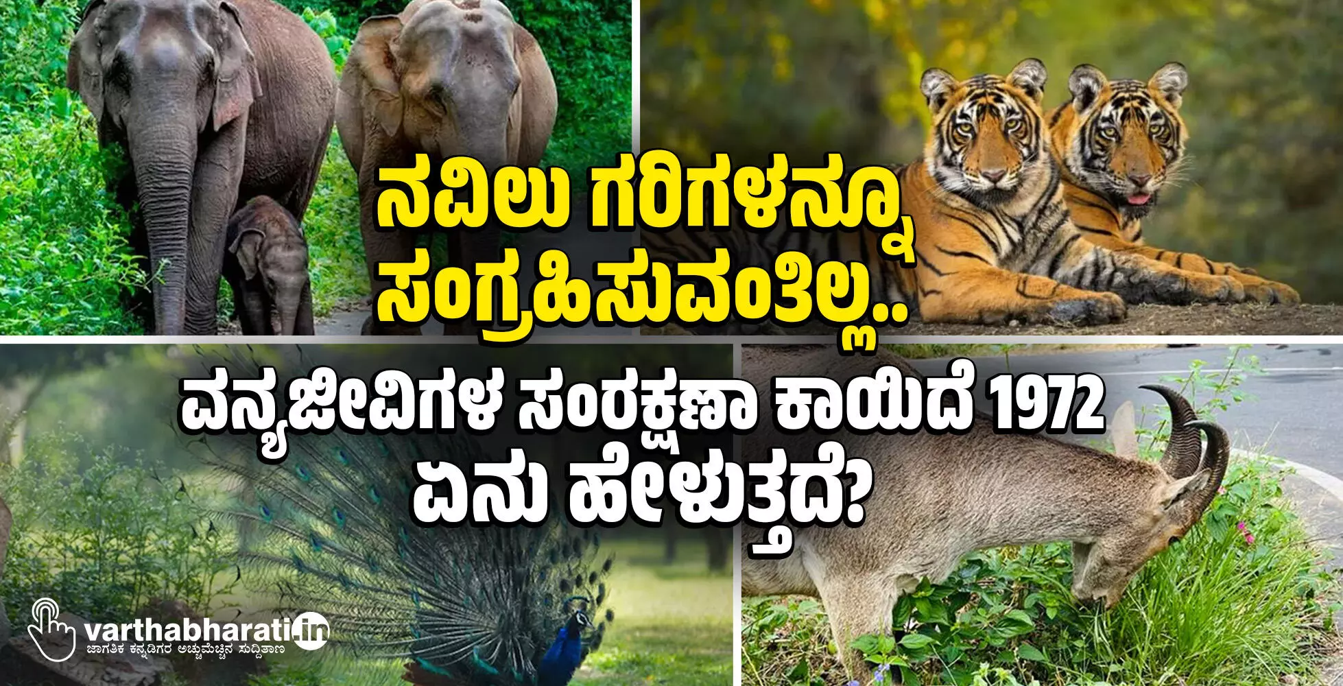 ನವಿಲು ಗರಿಗಳನ್ನೂ ಸಂಗ್ರಹಿಸುವಂತಿಲ್ಲ..: ವನ್ಯಜೀವಿಗಳ ಸಂರಕ್ಷಣಾ ಕಾಯಿದೆ 1972 ಏನು ಹೇಳುತ್ತದೆ? ನವಿಲು ಗರಿಗಳನ್ನೂ ಸಂಗ್ರಹಿಸುವಂತಿಲ್ಲ..: ವನ್ಯಜೀವಿಗಳ ಸಂರಕ್ಷಣಾ ಕಾಯಿದೆ 1972 ಏನು ಹೇಳುತ್ತದೆ?