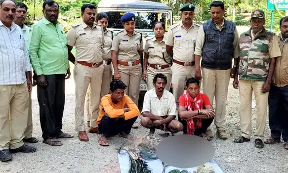 ನವಿಲು ಬೇಟೆ; ಮೂವರನ್ನು ಬಂಧಿಸಿದ ಅರಣ್ಯಾಧಿಕಾರಿಗಳು