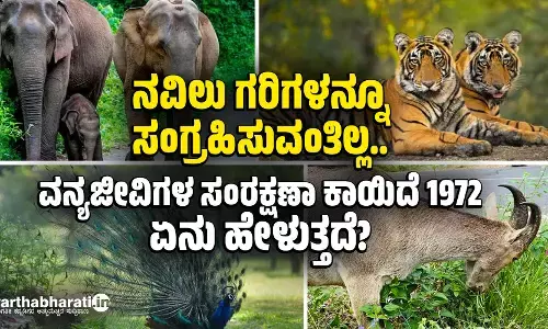 ನವಿಲು ಗರಿಗಳನ್ನೂ ಸಂಗ್ರಹಿಸುವಂತಿಲ್ಲ..: ವನ್ಯಜೀವಿಗಳ ಸಂರಕ್ಷಣಾ ಕಾಯಿದೆ 1972 ಏನು ಹೇಳುತ್ತದೆ?