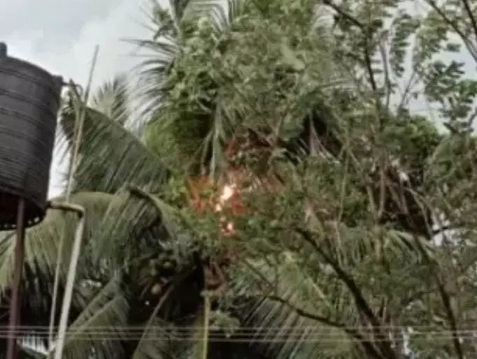 ಬಂಟ್ವಾಳ: ತೆಂಗಿನ ಮರಕ್ಕೆ ಸಿಡಿಲು ಬಡಿದು ಬೆಂಕಿ