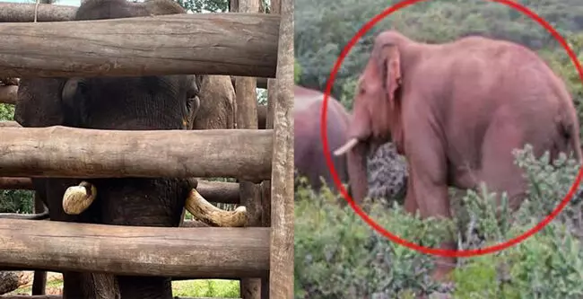 ಬಂಡೀಪುರ: ರಾಂಪುರ ಶಿಬಿರದಲ್ಲಿ ಅಕ್ಕಿರಾಜ ಎಂದೇ ಖ್ಯಾತವಾಗಿದ್ದ ಆನೆ ಸಾವು