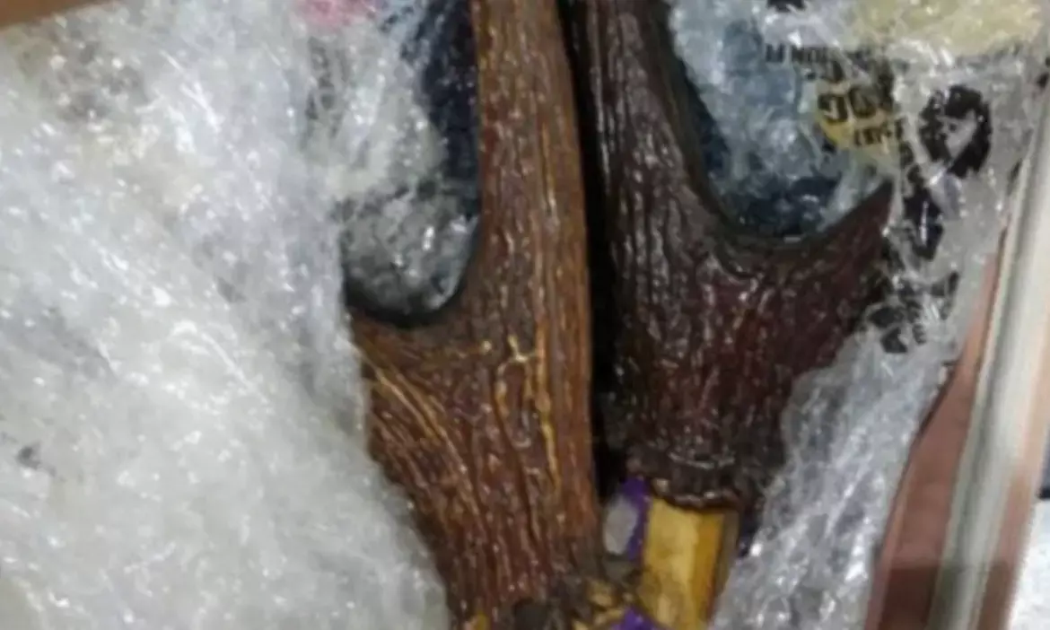 ಮನೆ ಮೇಲೆ ದಾಳಿ; ಜಿಂಕೆ, ಕಾಡುಕೋಣದ ಕೊಂಬು ವಶಕ್ಕೆ ಪಡೆದ ಅರಣ್ಯ ಅಧಿಕಾರಿಗಳು