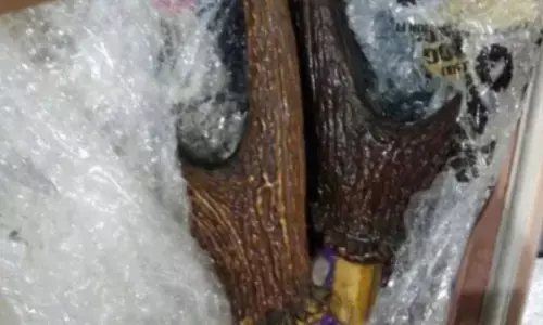 ಮನೆ ಮೇಲೆ ದಾಳಿ; ಜಿಂಕೆ, ಕಾಡುಕೋಣದ ಕೊಂಬು ವಶಕ್ಕೆ ಪಡೆದ ಅರಣ್ಯ ಅಧಿಕಾರಿಗಳು