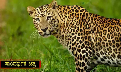 ಪಡುಬಿದ್ರೆ : ಖಾಸಗಿ ಶಾಲೆಯ ಬಳಿ ಚಿರತೆ