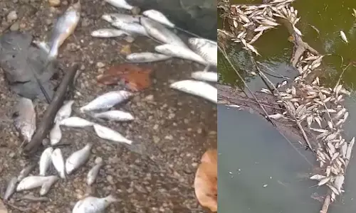 ನೀರಿನಲ್ಲಿ ಮೀನುಗಳ ಮಾರಣಹೋಮ; ದನಕರುಗಳಿಗೆ ನೀರು ಕುಡಿಸಲು ಆತಂಕ ಪಡುತ್ತಿರುವ ಗ್ರಾಮಸ್ಥರು