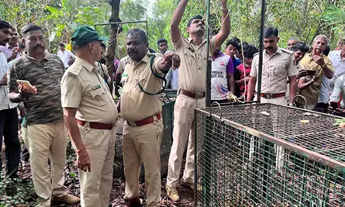 ಬ್ರಹ್ಮಾವರ: ಅರಣ್ಯ ಇಲಾಖೆಯ ಬೋನಿನಲ್ಲಿ ಚಿರತೆ ಸೆರೆ