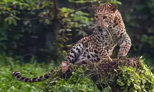 ಬೆಂಗಳೂರಿಗೆ ಪ್ರತ್ಯೇಕ ಚಿರತೆ ಕಾರ್ಯಪಡೆ: ಸಚಿವ ಈಶ್ವರ ಖಂಡ್ರೆ