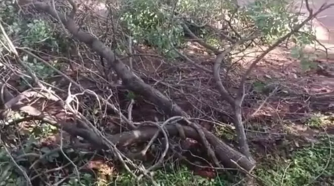 ಚಾಮರಾಜನಗರ: ಹೆಚ್ಚಿದ ಕಳ್ಳರ ಹಾವಳಿ; ರಕ್ತ ಚಂದನ ಮರಗಳ ಅಕ್ರಮ ಸಾಗಾಟಕ್ಕೆ ಯತ್ನ