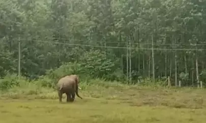 ಆಲ್ದೂರು | ಕಾಡಾನೆ ದಾಳಿ: ತೋಟದ ಕೆಲಸಕ್ಕೆ ತೆರಳುತ್ತಿದ್ದ ಮಹಿಳೆ ಮೃತ್ಯು