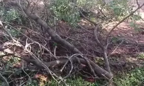 ಚಾಮರಾಜನಗರ: ಹೆಚ್ಚಿದ ಕಳ್ಳರ ಹಾವಳಿ; ರಕ್ತ ಚಂದನ ಮರಗಳ ಅಕ್ರಮ ಸಾಗಾಟಕ್ಕೆ ಯತ್ನ