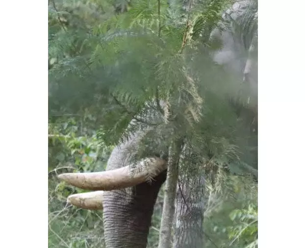 ಕಾಡಾನೆಯ ಸೆರೆಗೆ ಕಾರ್ಯಾಚರಣೆ ಆರಂಭ: ಸಕ್ರೆಬೈಲು, ನಾಗರಹೊಳೆಯಿಂದ ಕಾಫಿನಾಡಿಗೆ ಬಂದ 6 ಸಾಕಾನೆಗಳು