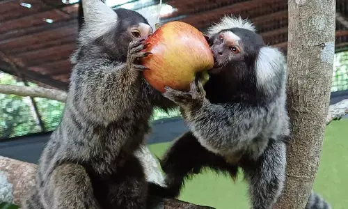ಪಿಲಿಕುಳ ಜೈವಿಕ ಉದ್ಯಾನವನಕ್ಕೆ ತೋಳಗಳು, ಅಪರೂಪದ ಪ್ರಾಣಿ ಪಕ್ಷಿಗಳ ಆಗಮನ!