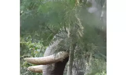 ಕಾಡಾನೆಯ ಸೆರೆಗೆ ಕಾರ್ಯಾಚರಣೆ ಆರಂಭ: ಸಕ್ರೆಬೈಲು, ನಾಗರಹೊಳೆಯಿಂದ ಕಾಫಿನಾಡಿಗೆ ಬಂದ 6 ಸಾಕಾನೆಗಳು