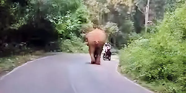 ಸುಳ್ಯ: ಹೆದ್ದಾರಿಯಲ್ಲಿ ಕಾಡಾನೆ ಪ್ರತ್ಯಕ್ಷ; ಅಪಾಯದಿಂದ ಪಾರಾದ ಬೈಕ್ ಸವಾರ