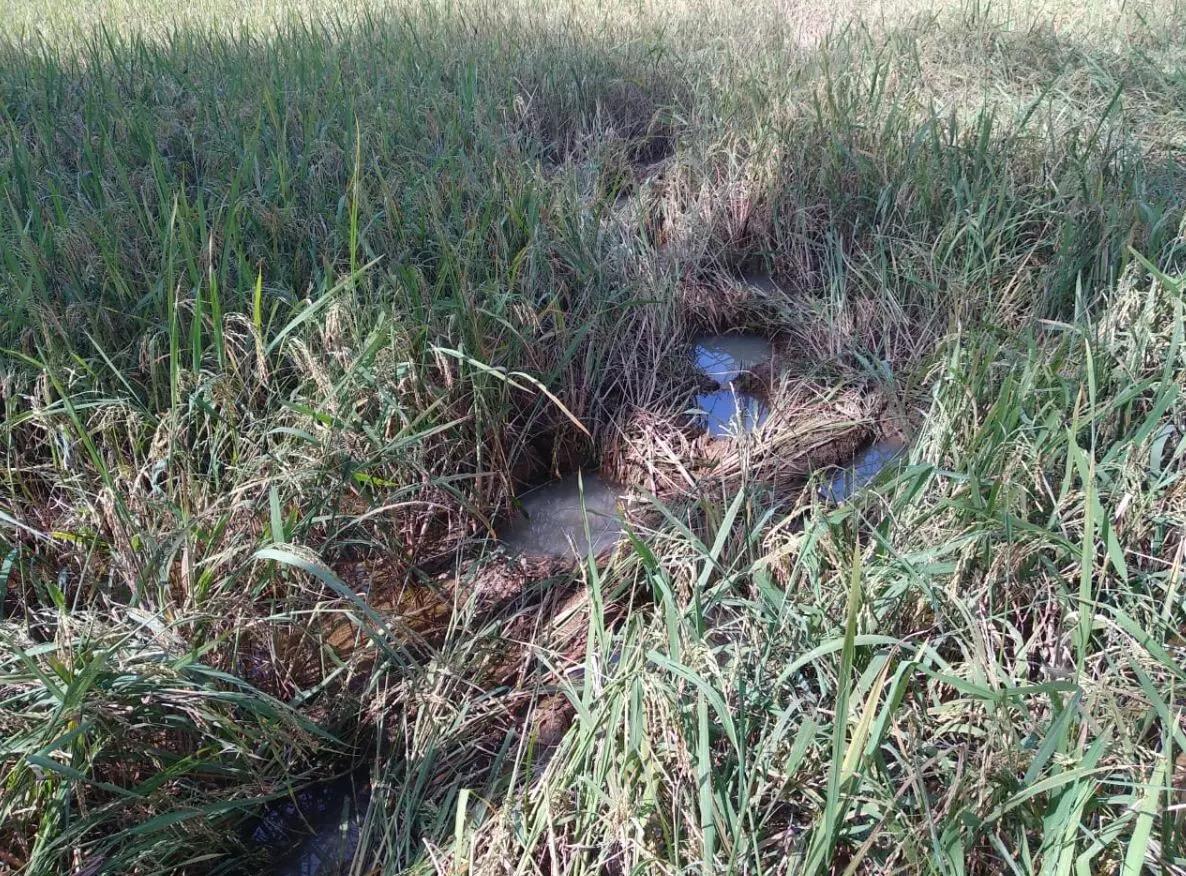 ಉಪ್ಪಿನಂಗಡಿ: ಕಾಡಾನೆ ದಾಳಿಗೆ ಕೃಷಿ ನಾಶ ಉಪ್ಪಿನಂಗಡಿ: ಕಾಡಾನೆ ದಾಳಿಗೆ ಕೃಷಿ ನಾಶ