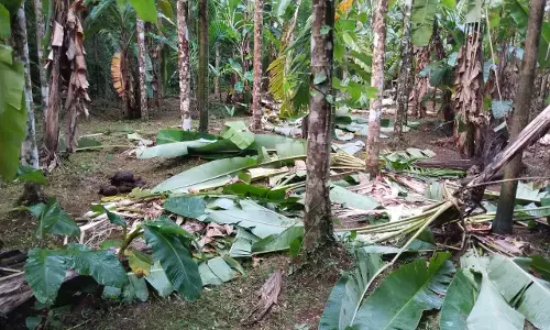 ಬೆಳ್ತಂಗಡಿ: ಮುಂದುವರಿದ ಕಾಡಾನೆಗಳ ದಾಳಿ; ಆತಂಕದಲ್ಲಿ ಕೃಷಿಕರು