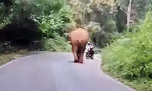 ಸುಳ್ಯ: ಹೆದ್ದಾರಿಯಲ್ಲಿ ಕಾಡಾನೆ ಪ್ರತ್ಯಕ್ಷ; ಅಪಾಯದಿಂದ ಪಾರಾದ ಬೈಕ್ ಸವಾರ