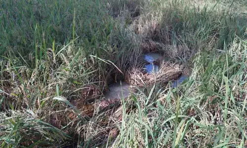 ಉಪ್ಪಿನಂಗಡಿ: ಕಾಡಾನೆ ದಾಳಿಗೆ ಕೃಷಿ ನಾಶ