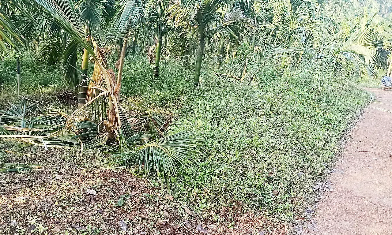 ಬೆಳ್ತಂಗಡಿ: ತಾಲೂಕಿನಾದ್ಯಂತ ಕಾಡಾನೆ ಹಾವಳಿ