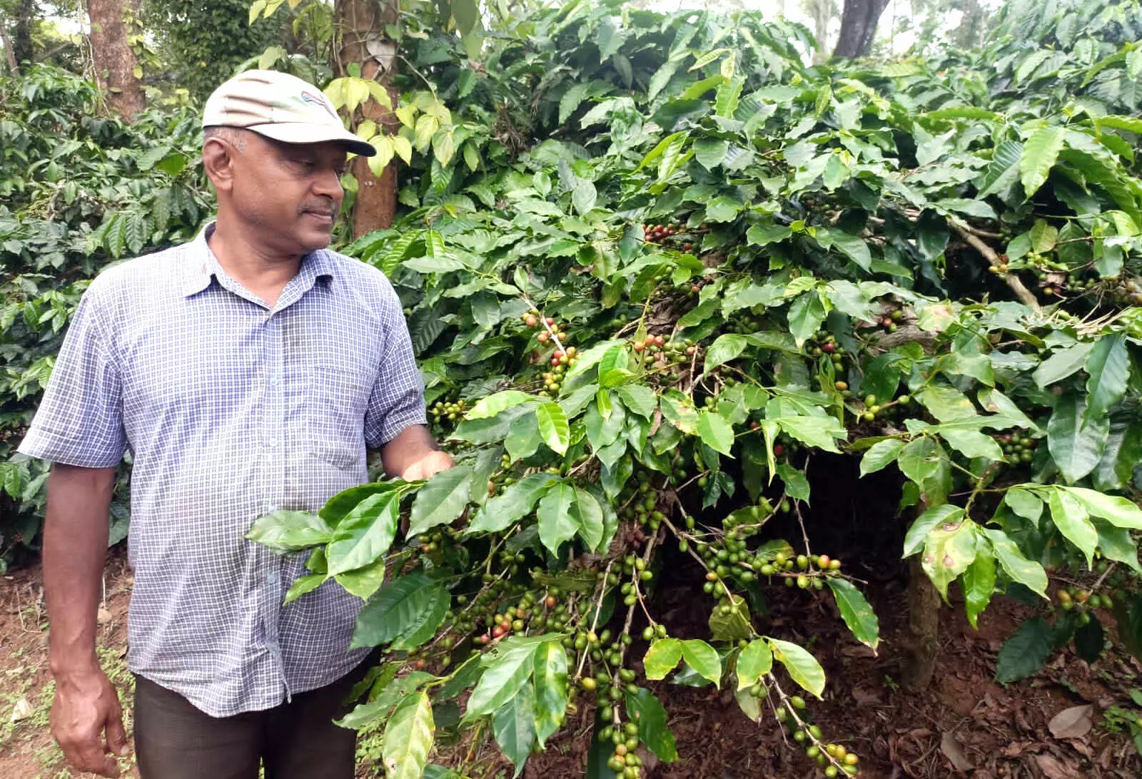 ಮಿಶ್ರ ಕೃಷಿ ಪದ್ಧತಿ ಅಳವಡಿಸಿ ಮಾದರಿಯಾದ ದಂಪತಿ