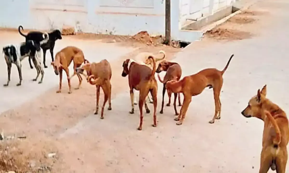 ನಾಯಿ ಕಡಿತ : ಸಂತ್ರಸ್ತರಿಗೆ ಪ್ರತೀ ಹಲ್ಲಿನ ಗುರುತಿಗೂ ರೂ. 10,000 ಪರಿಹಾರ!