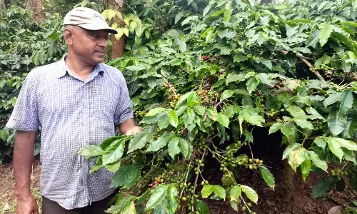ಮಿಶ್ರ ಕೃಷಿ ಪದ್ಧತಿ ಅಳವಡಿಸಿ ಮಾದರಿಯಾದ ದಂಪತಿ