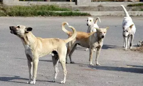 ದೊಡ್ಡಬಳ್ಳಾಪುರ: ಮಕ್ಕಳು ಸೇರಿದಂತೆ 14 ಜನರ ಮೇಲೆ ಬೀದಿ‌ ನಾಯಿಗಳ ದಾಳಿ