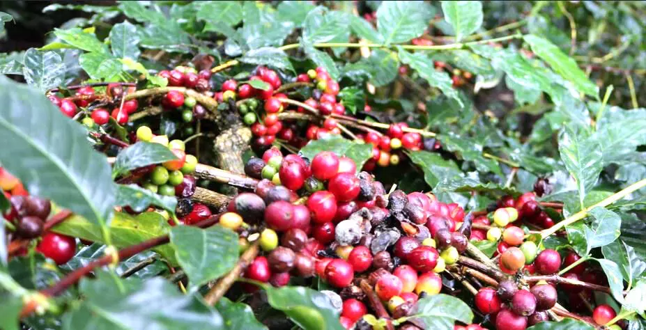 ಅಕಾಲಿಕ ಮಳೆ ತಂದ ಆಪತ್ತಿನಿಂದ ರೈತರಿಗೆ ಅತಂತ್ರ ಸ್ಥಿತಿ ಅಕಾಲಿಕ ಮಳೆ ತಂದ ಆಪತ್ತಿನಿಂದ ರೈತರಿಗೆ ಅತಂತ್ರ ಸ್ಥಿತಿ