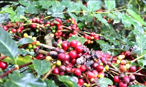 ಅಕಾಲಿಕ ಮಳೆ ತಂದ ಆಪತ್ತಿನಿಂದ ರೈತರಿಗೆ ಅತಂತ್ರ ಸ್ಥಿತಿ