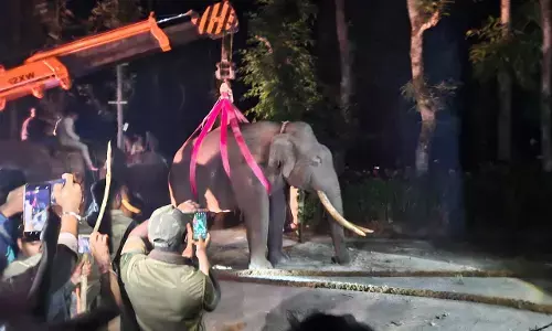 ಚಿಕ್ಕಮಗಳೂರು: ಕಾಡಾನೆ ಸೆರೆ ಹಿಡಿದು ಸಕ್ರೆಬೈಲ್ ಶಿಬಿರಕ್ಕೆ ಸ್ಥಳಾಂತರಿಸಿದ ಅರಣ್ಯಾಧಿಕಾರಿಗಳ ತಂಡ